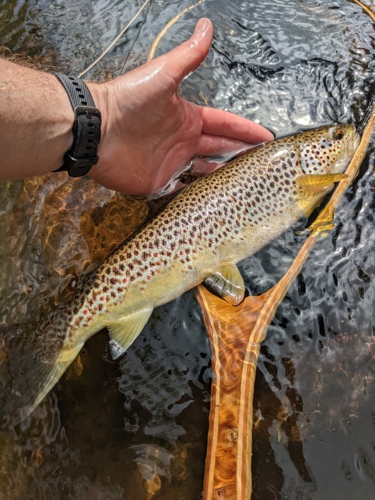 Penpont trout - RL from South Molton